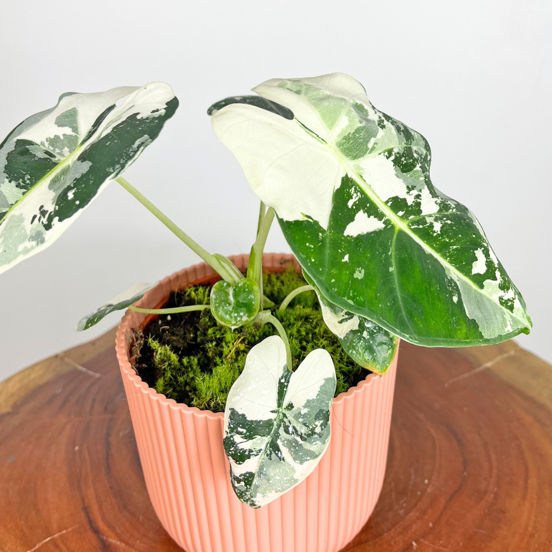 Alocasia Frydek Variegated | 11cm