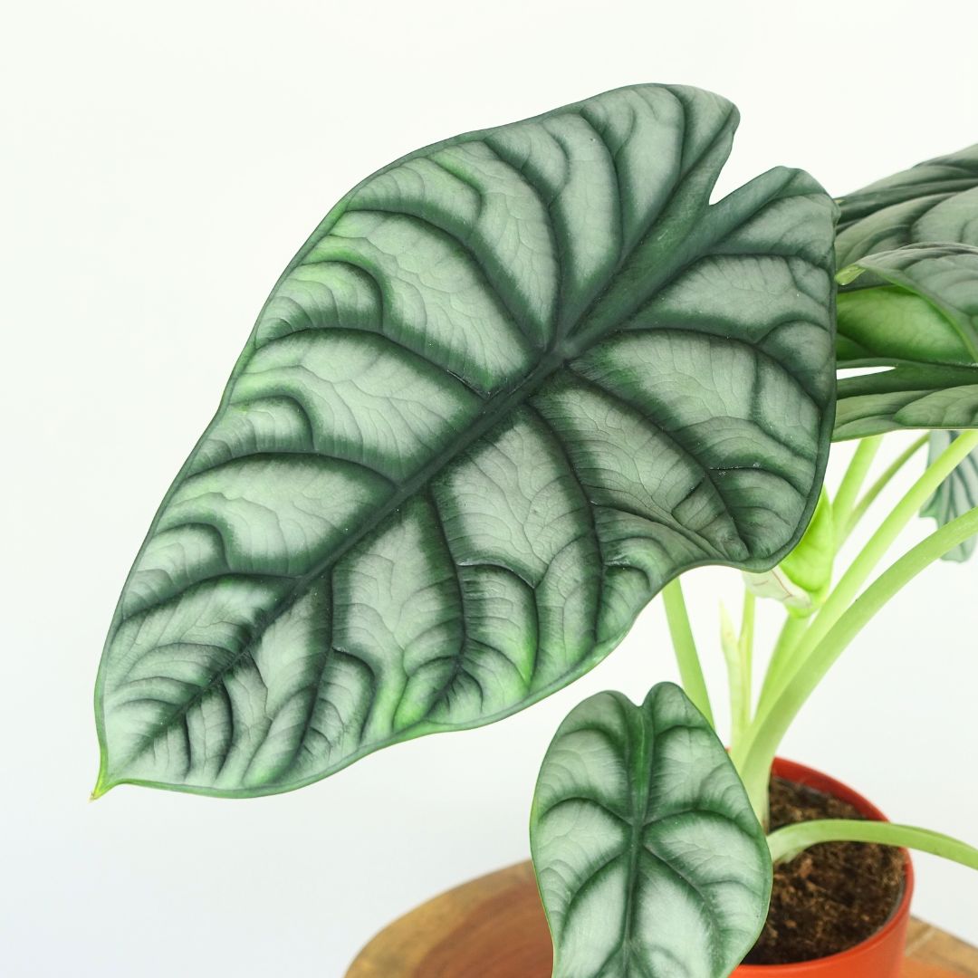 Alocasia Silver Dragon