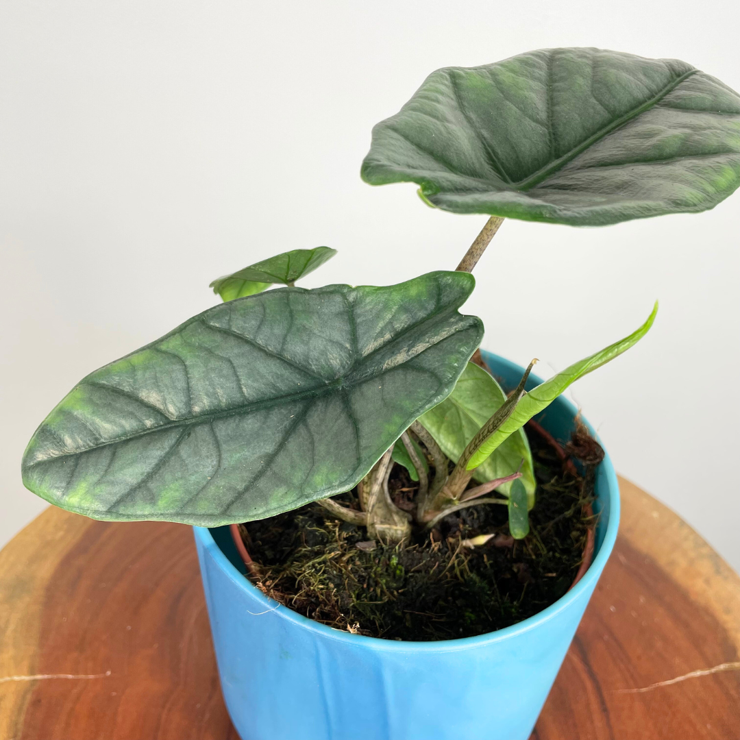 Alocasia Scalprum