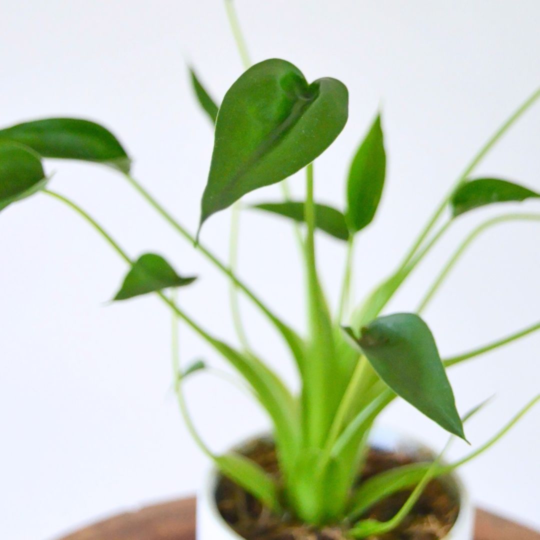 Alocasia Tiny Dancer