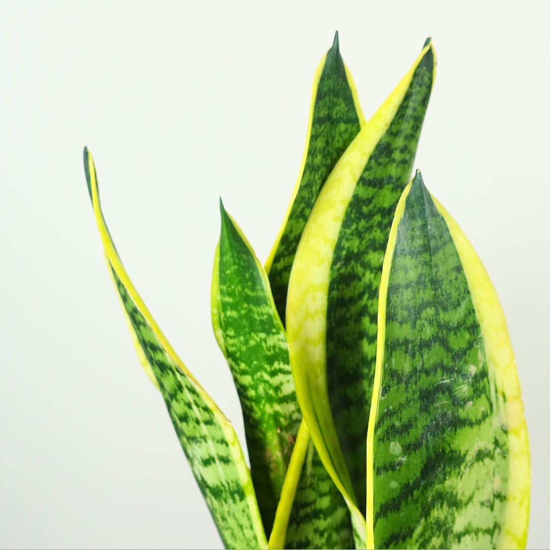 Small Snake Plant