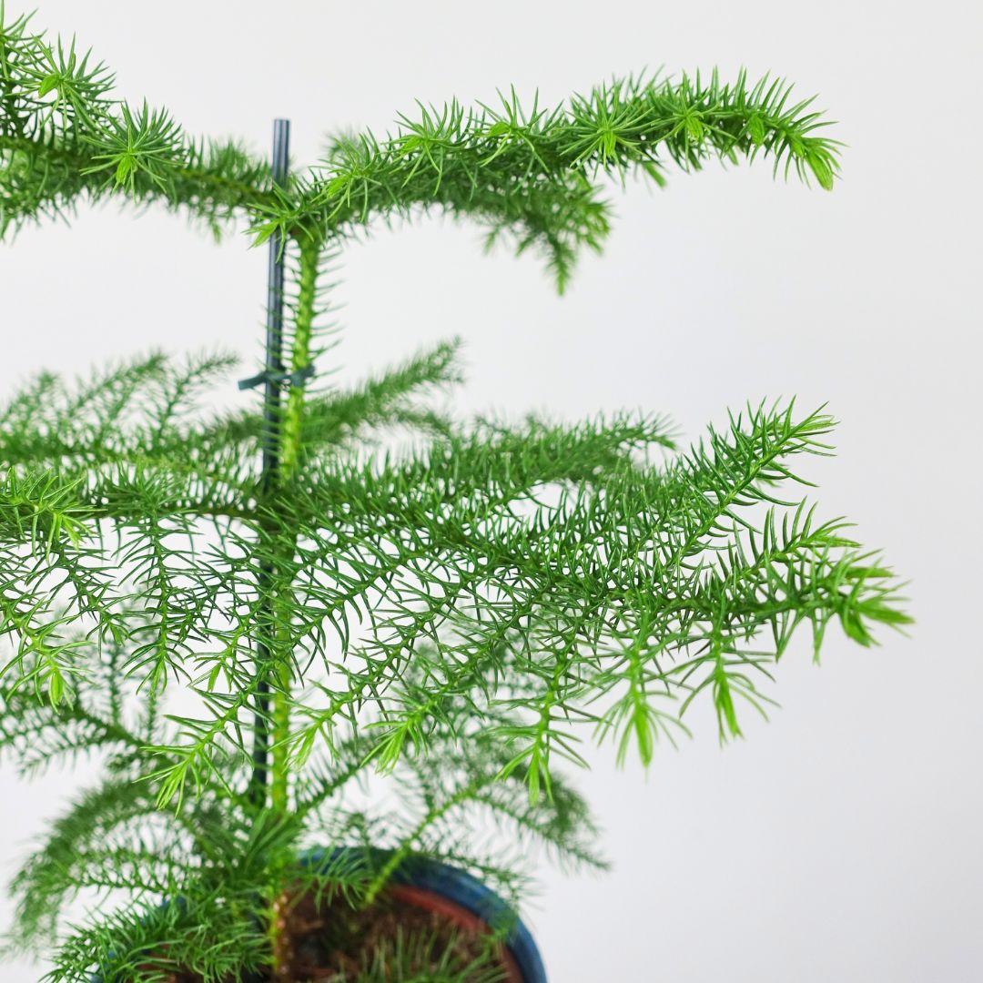 Norfolk Pine