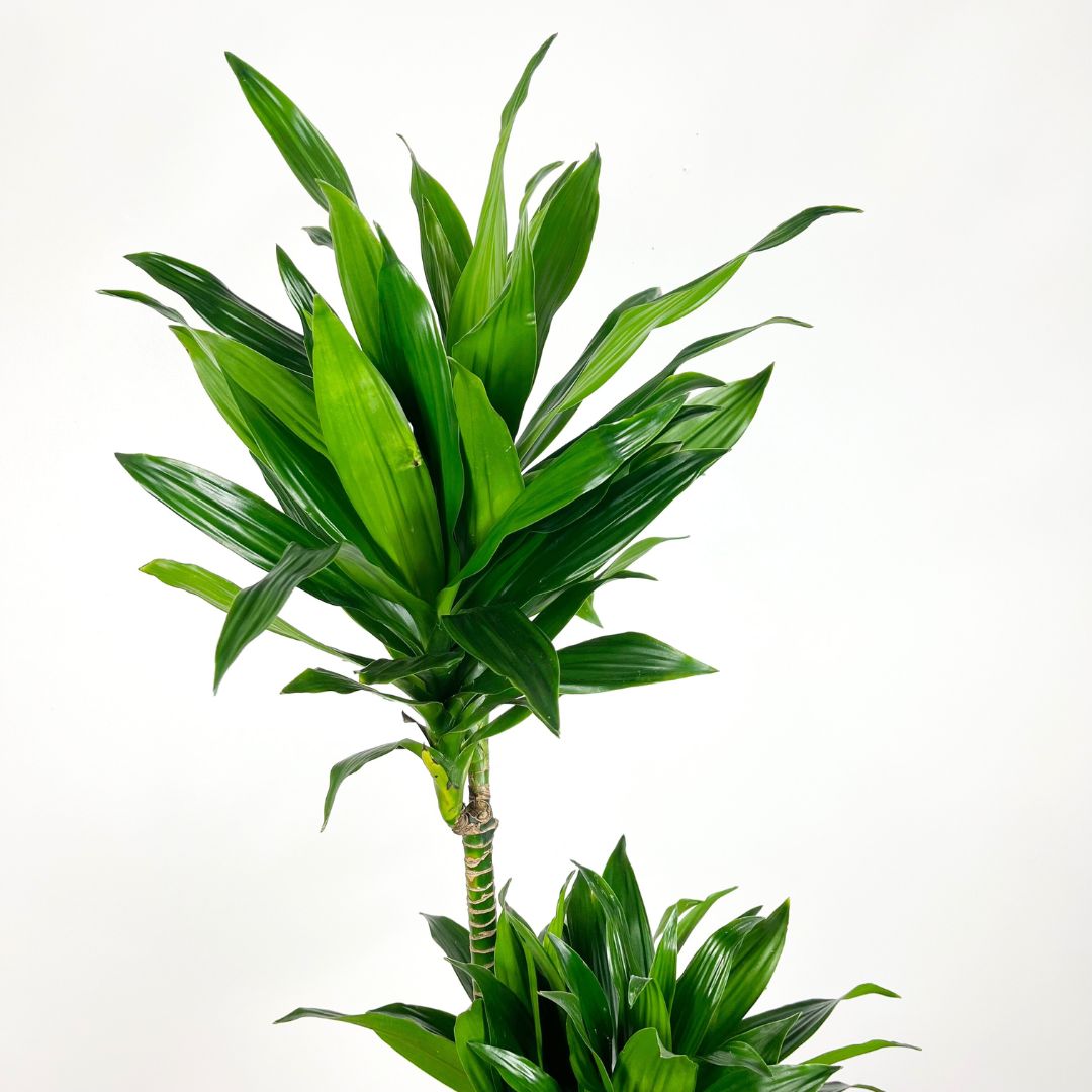 Dracaena Green Jewel