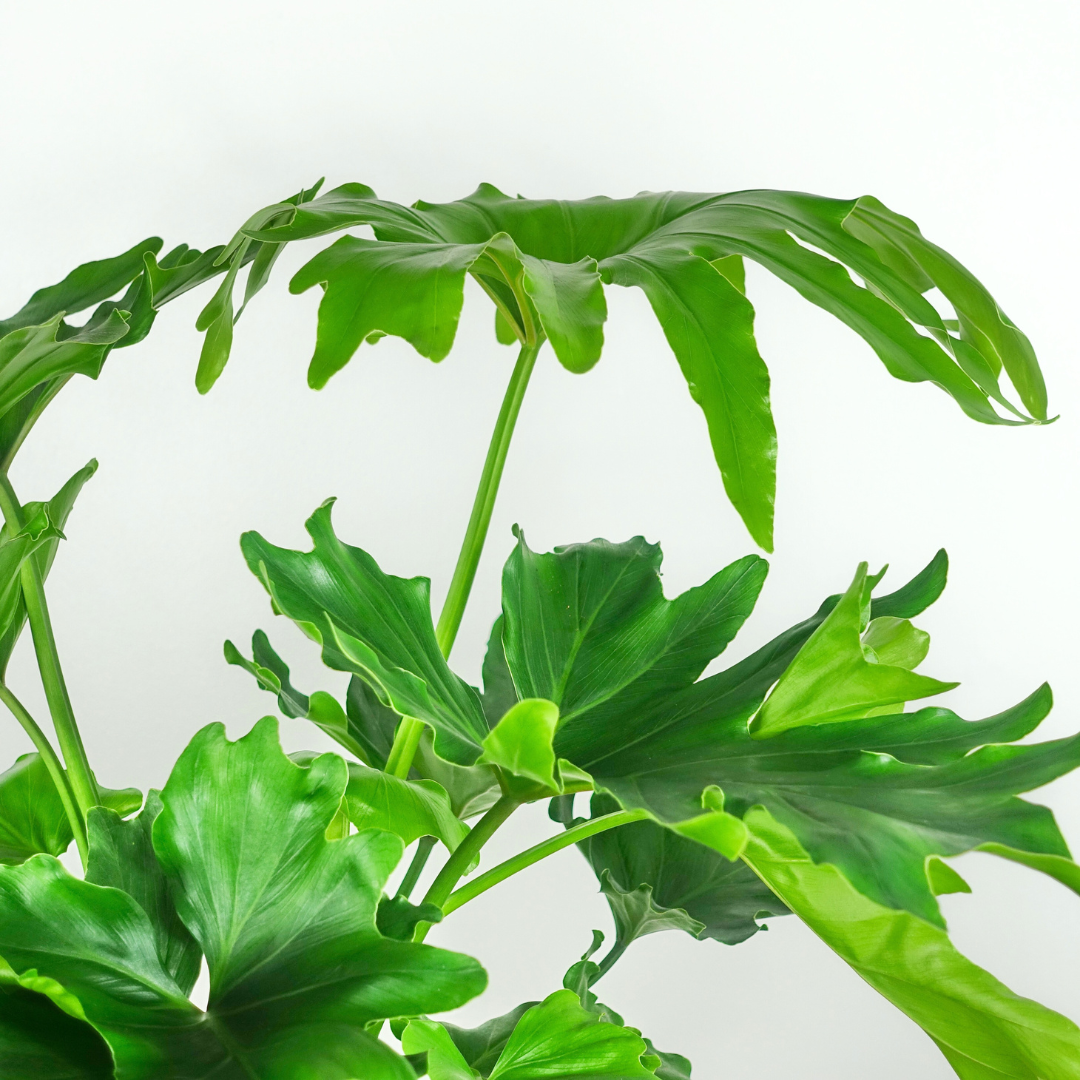 Philodendron Hope