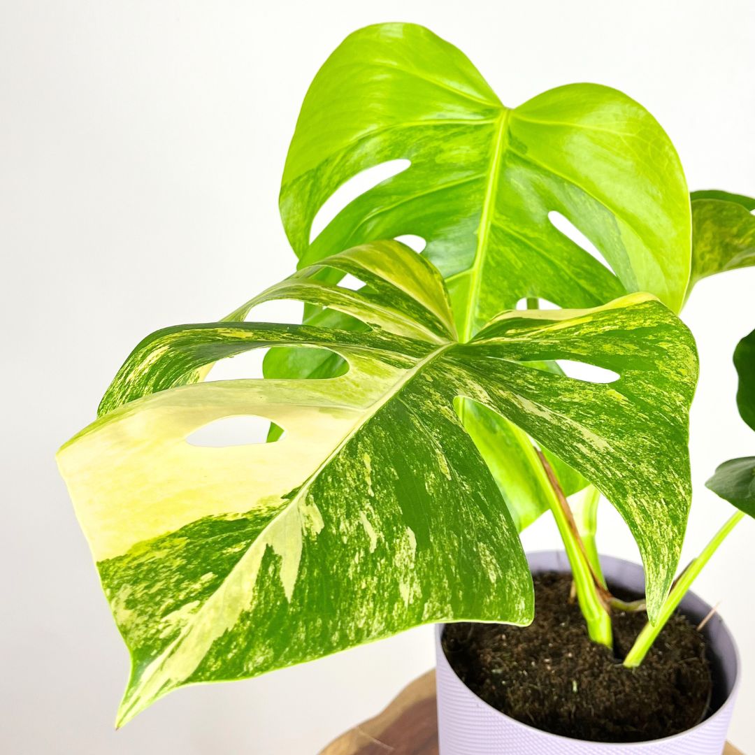 Monstera Aurea