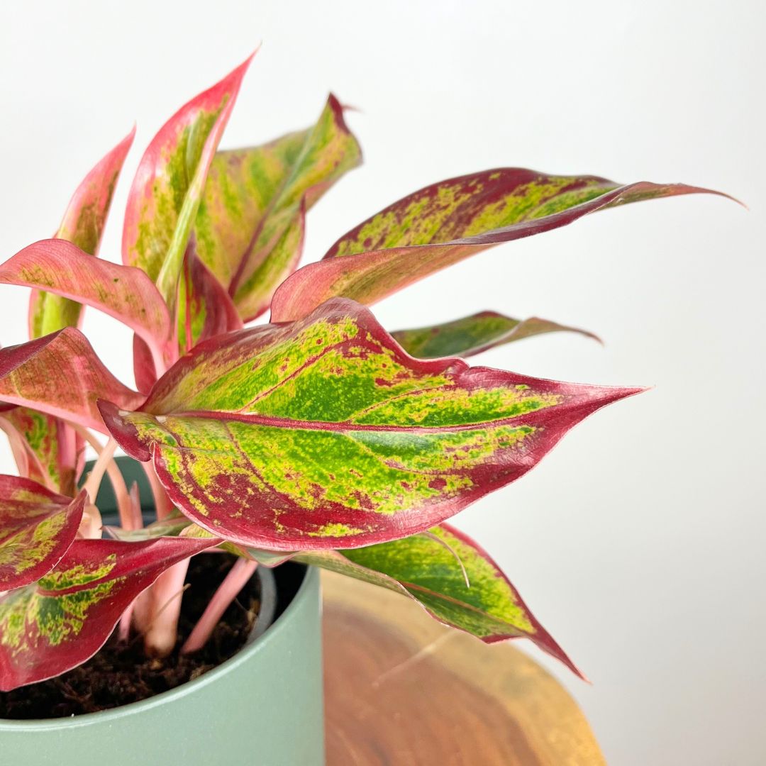 Aglaonema Red Fire