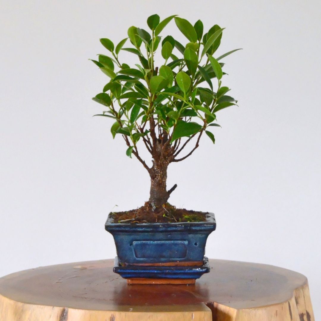 Bonsai Tree