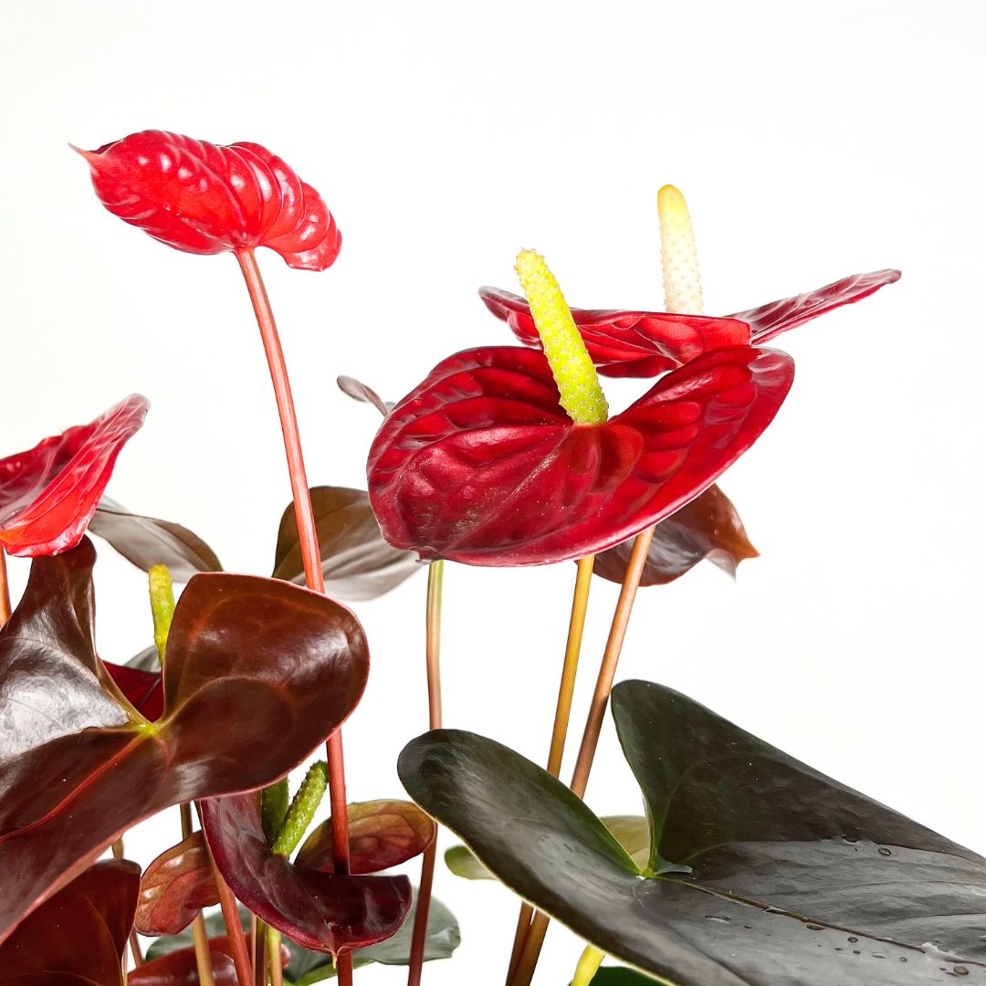 Anthurium Coral Champion