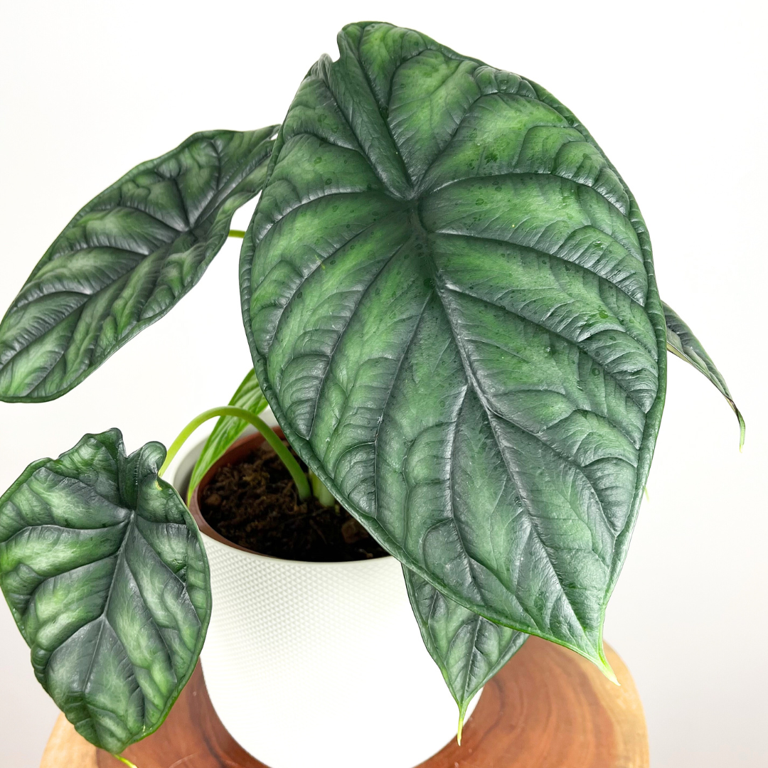 Alocasia Dragon Scale