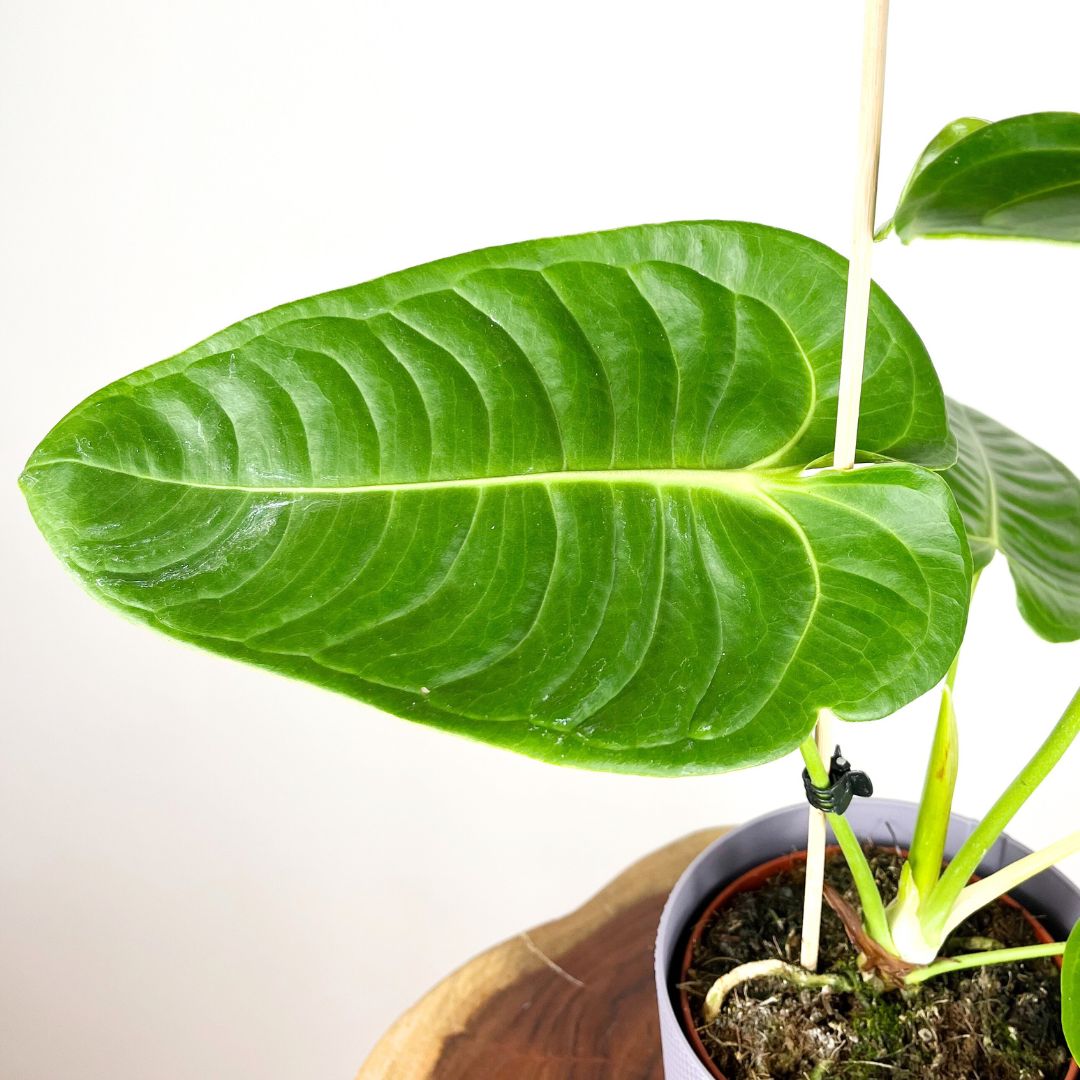 Anthurium Veitchii