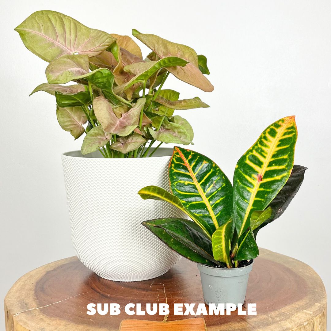 Houseplant subscription box