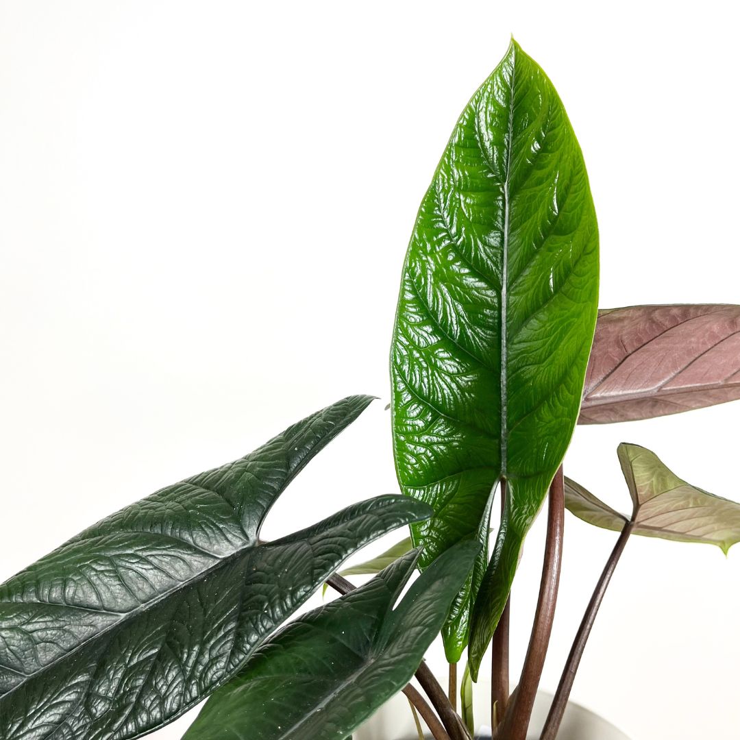 Alocasia Scalprum