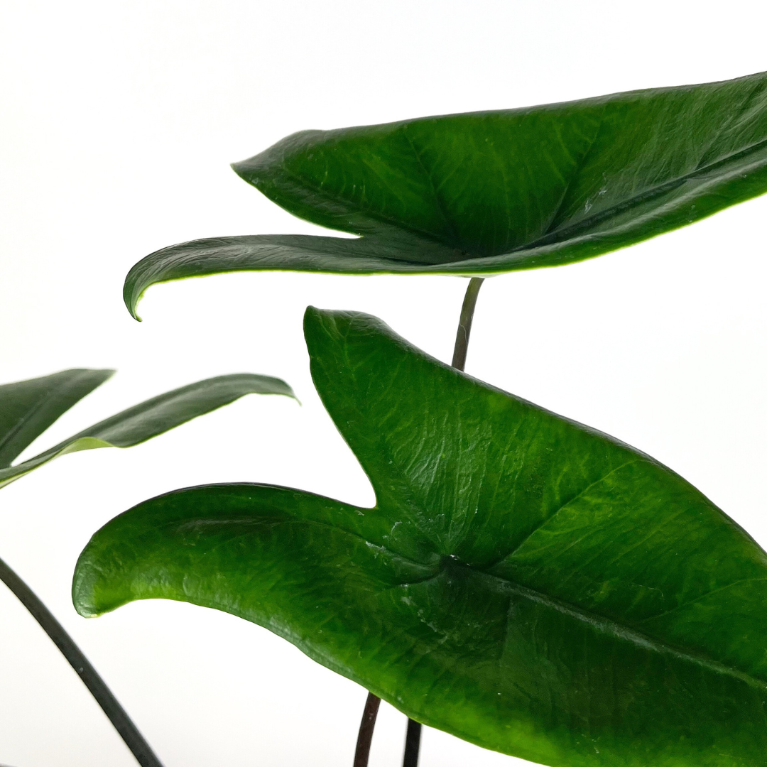 Alocasia Black Zebrina