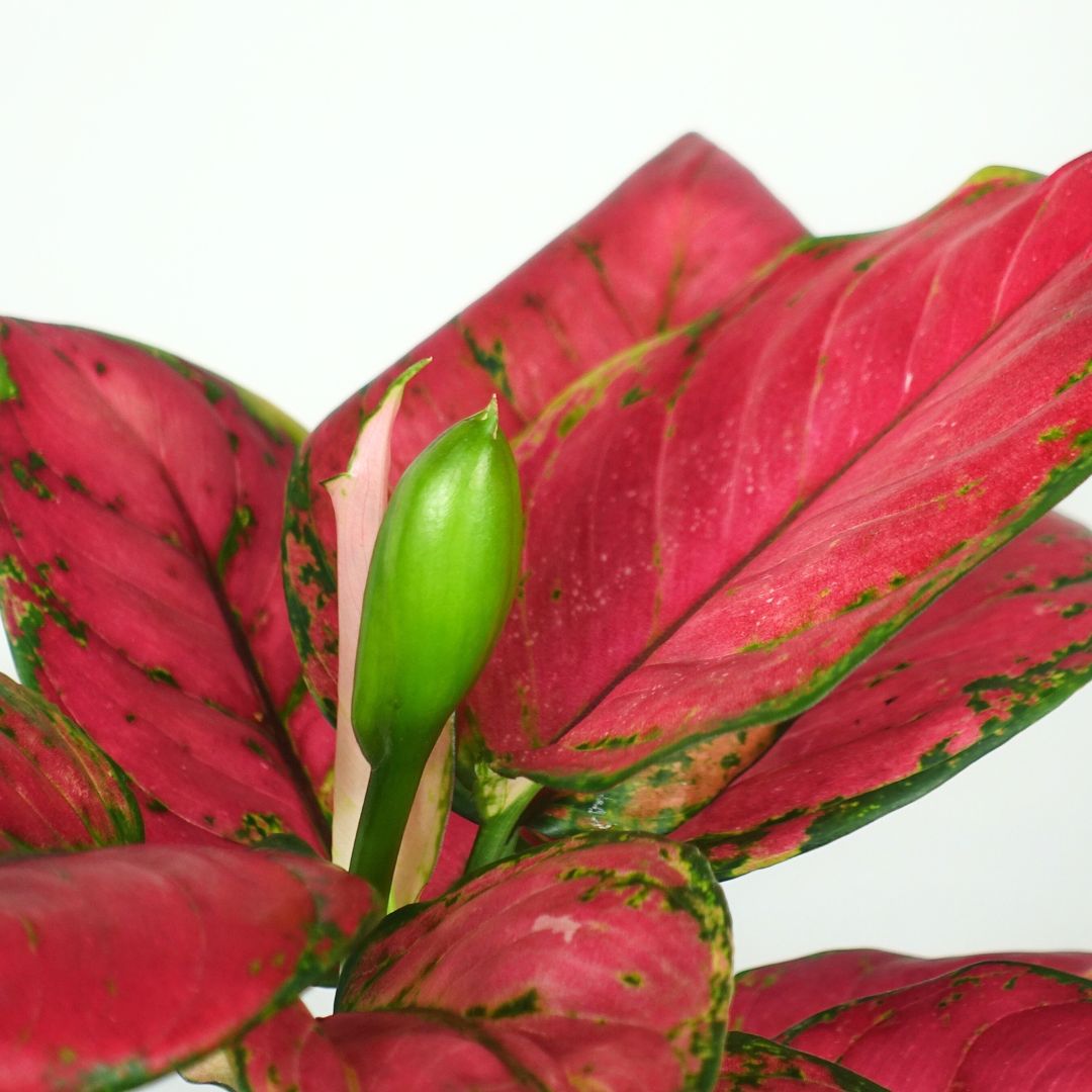 Aglaonema Sun Star