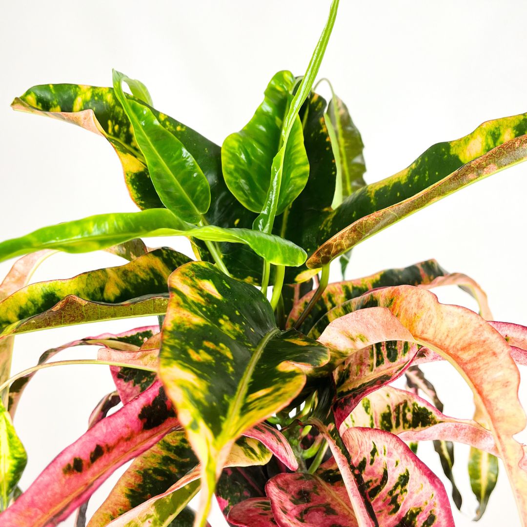 Croton 'Dreadlock'