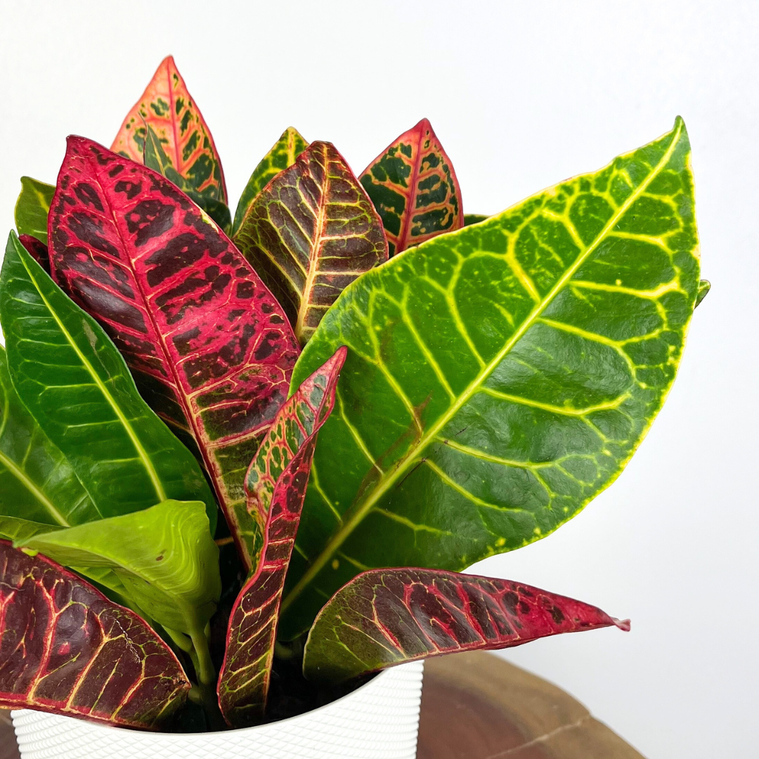 Croton Petra