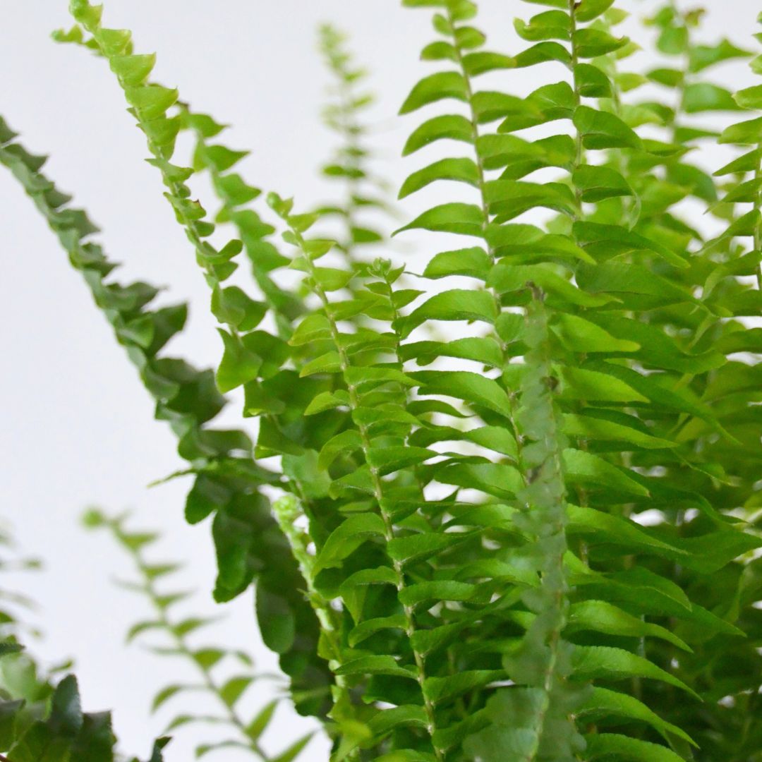 Boston Fern