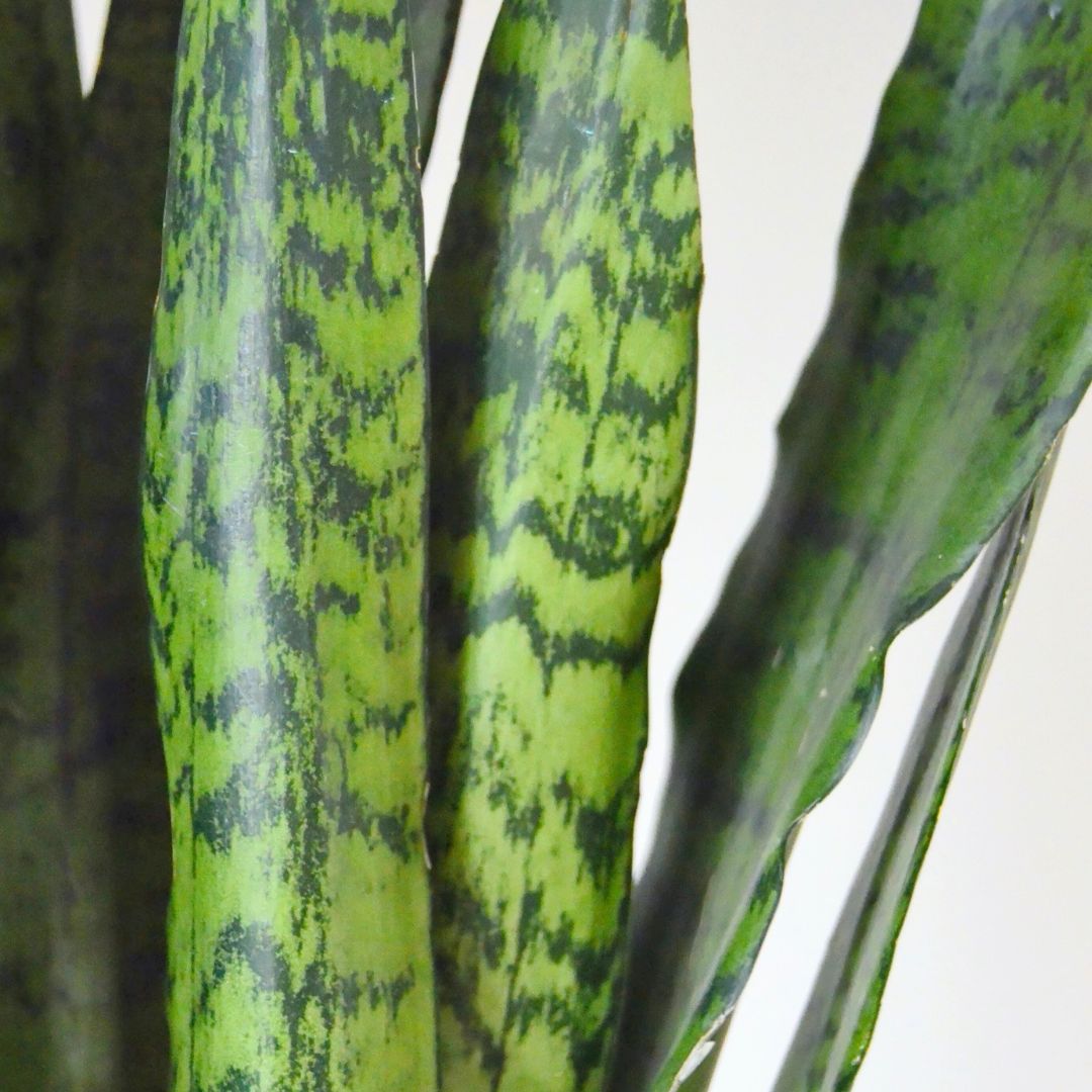 Snake Plant