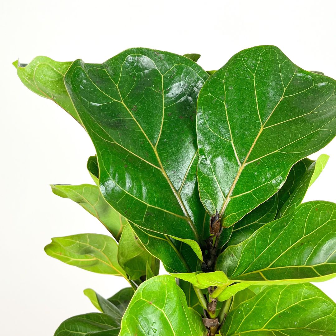 Fiddle Leaf Fig | 18cm