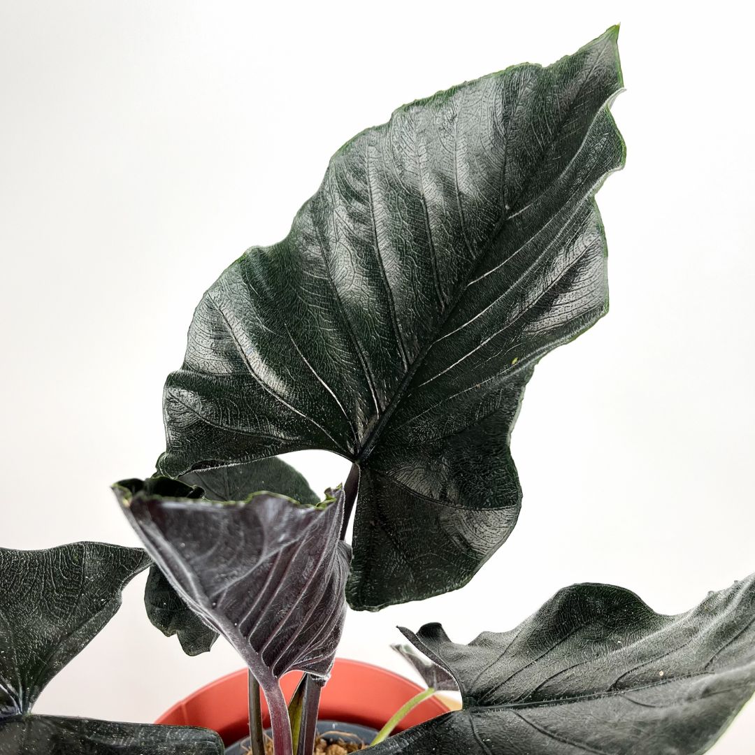 Alocasia Antoro Velvet