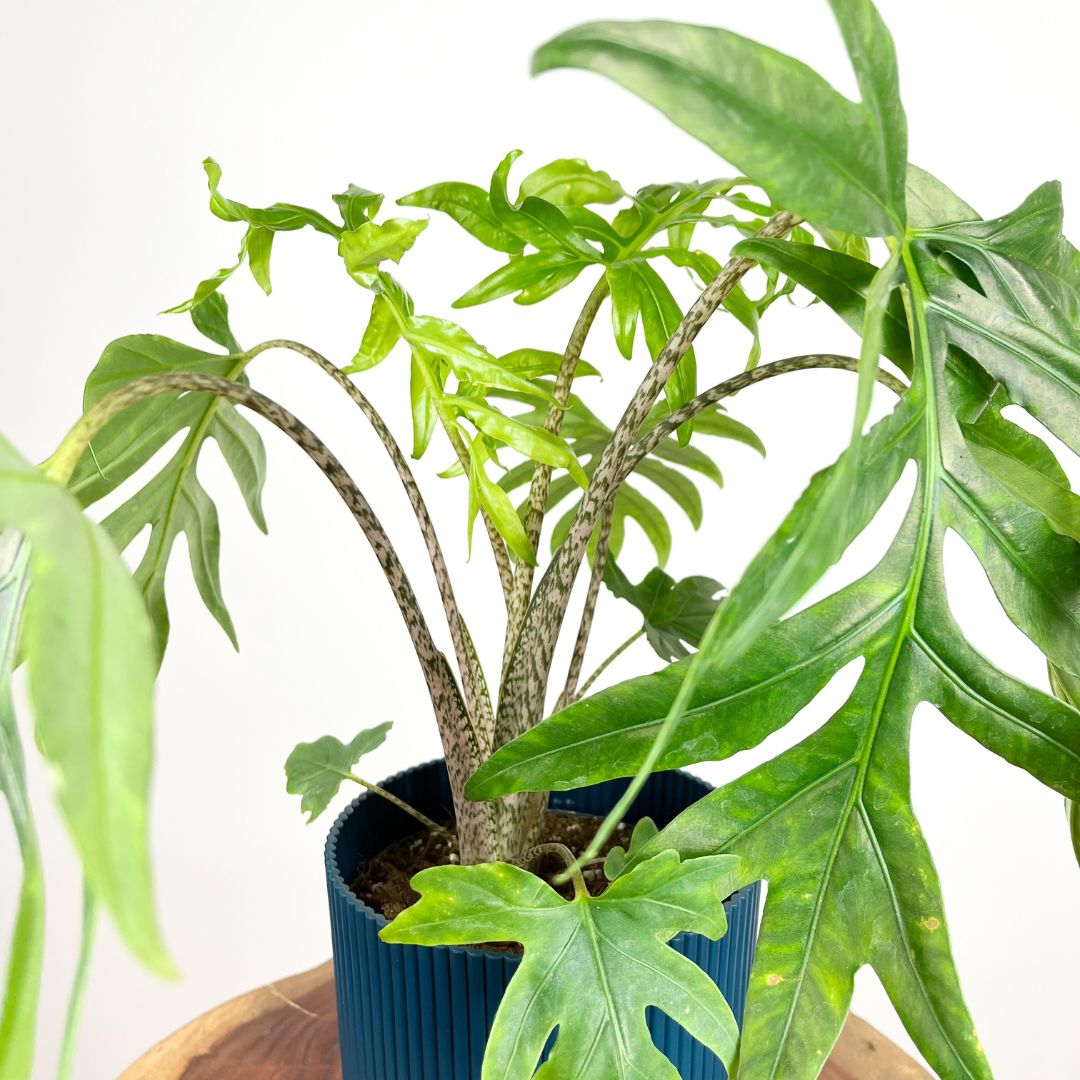 Alocasia Branchifolia Pink Passion