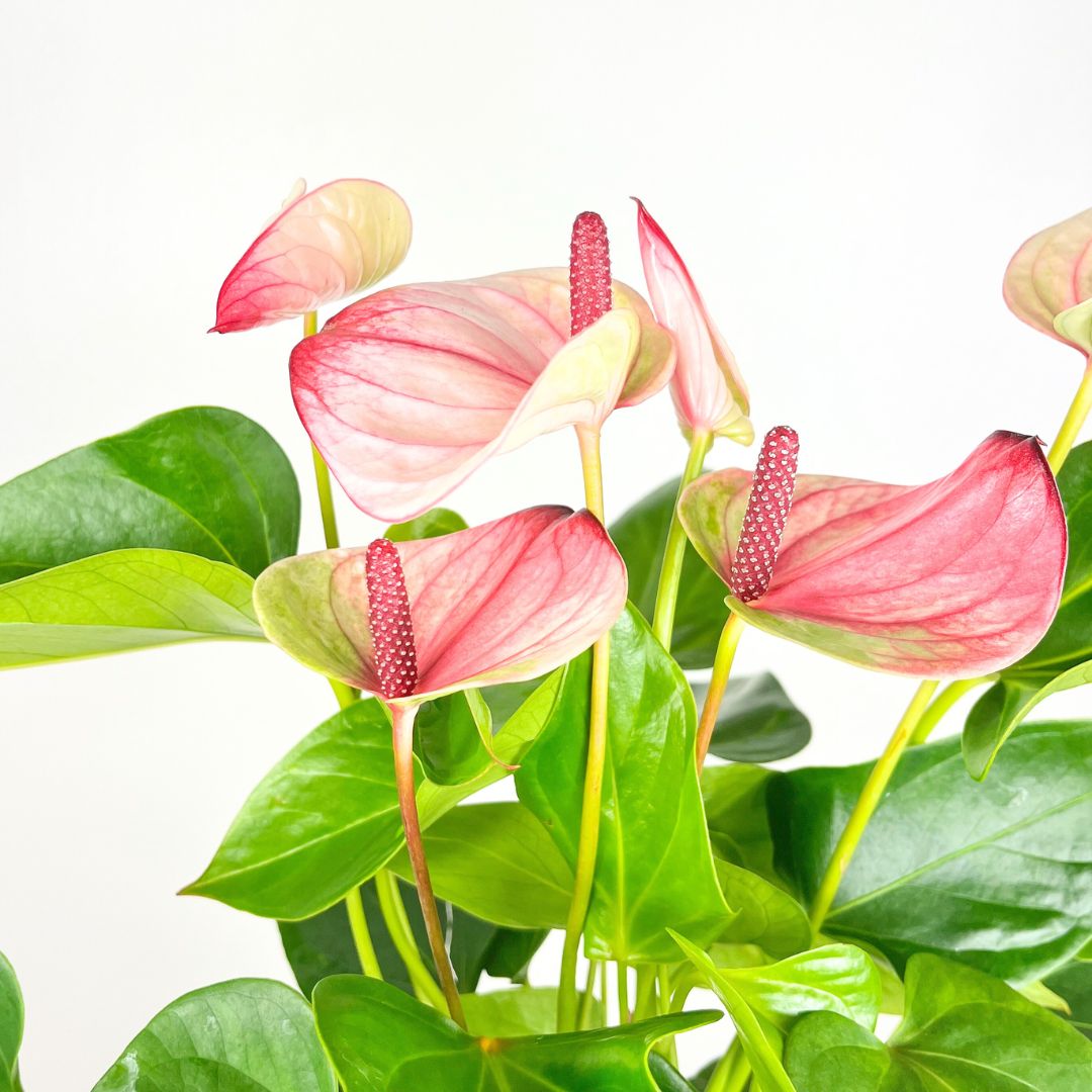 Anthurium Mystique Pink