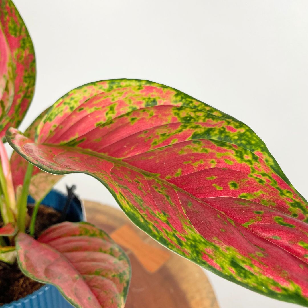 Aglaonema Coral Red