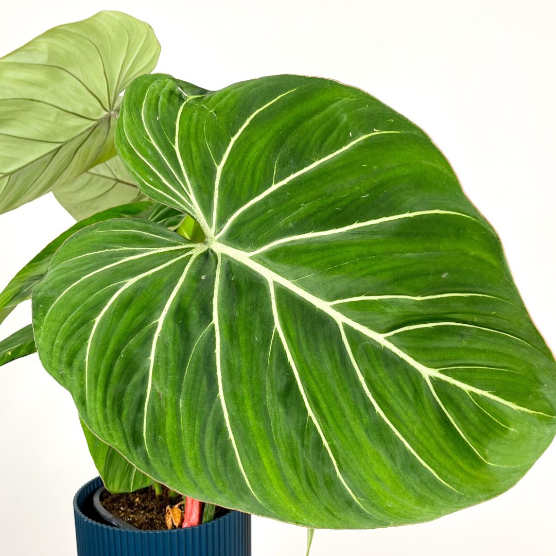 Philodendron Gloriosum Zebra