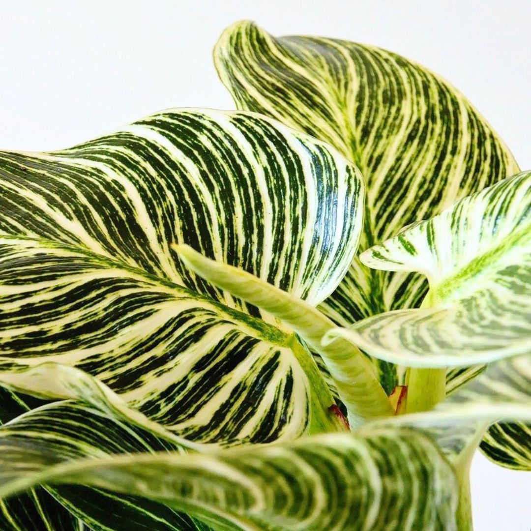 Philodendron Birkin