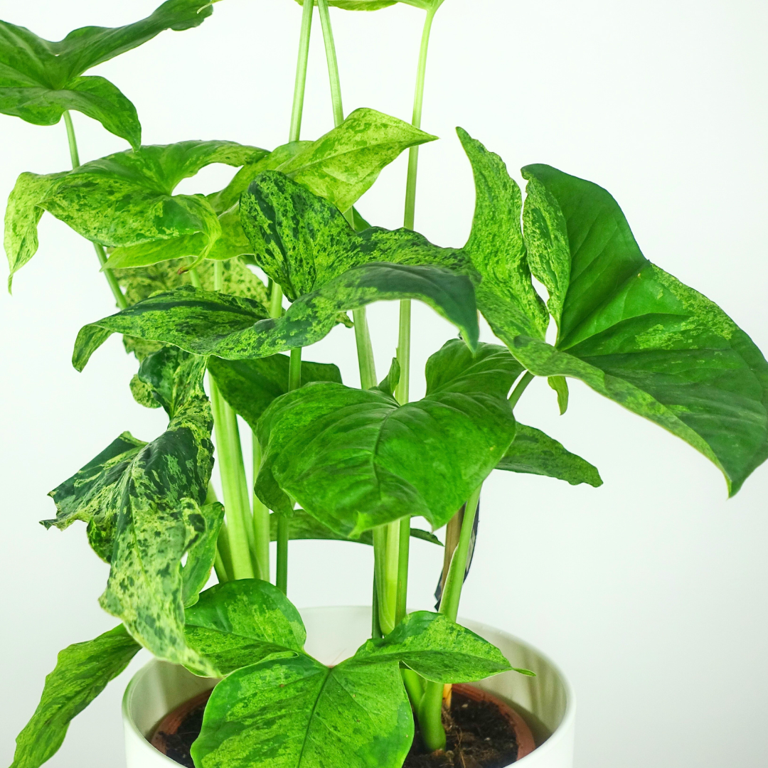 Syngonium Podophyllum Mottled