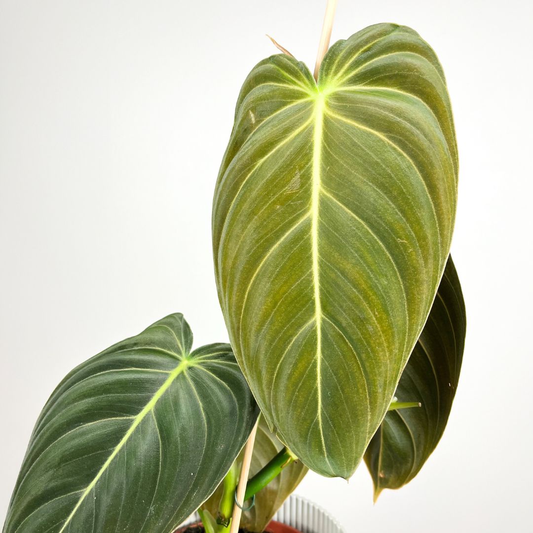 Anthurium Melanochrysum