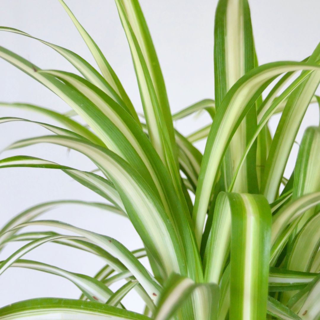 Spider Plant