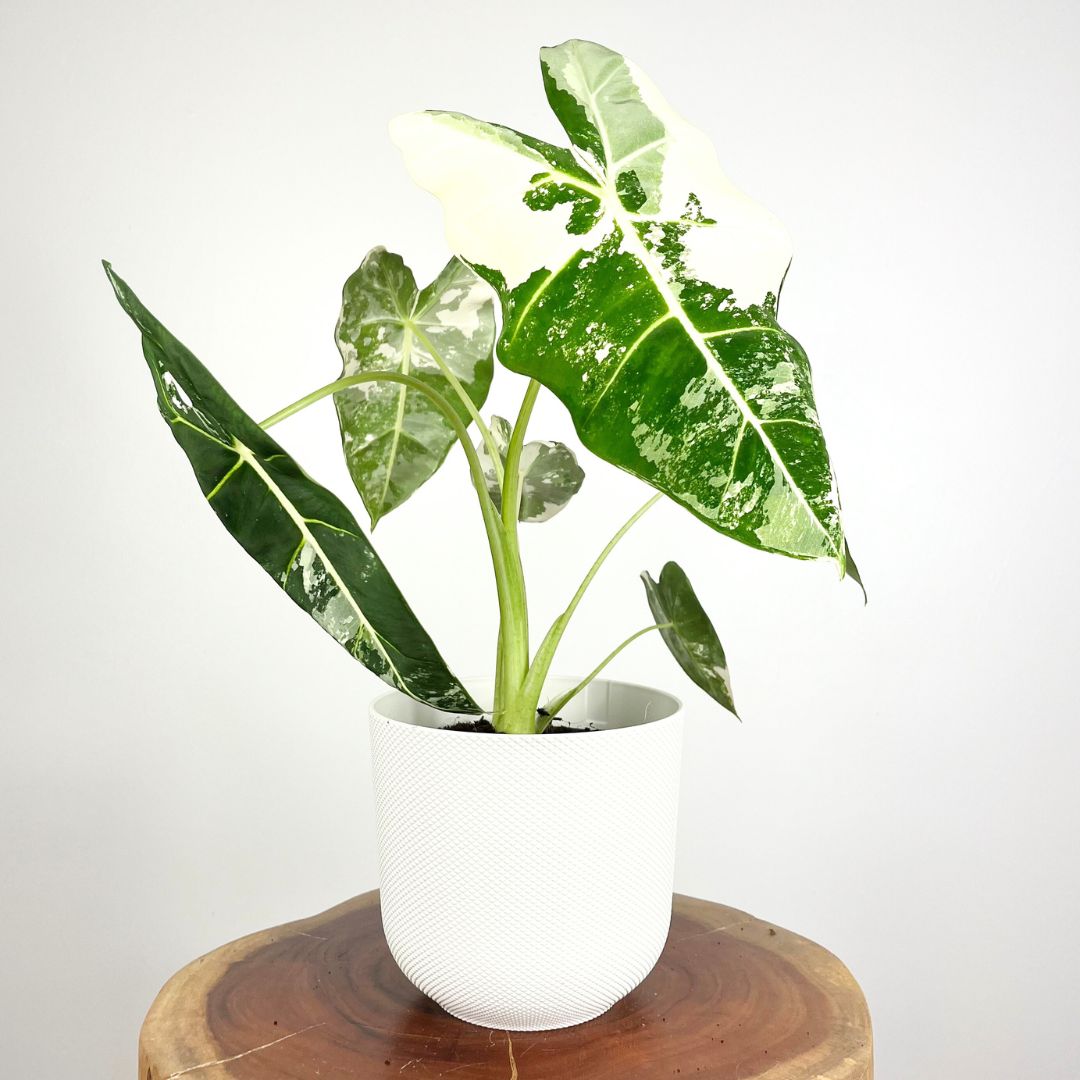 Alocasia Frydek Variegated | 16cm