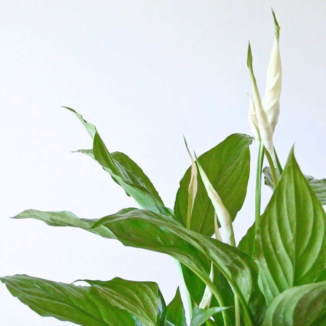 Peace Lily