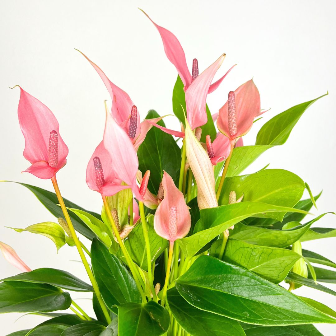 Anthurium Lilli Pink