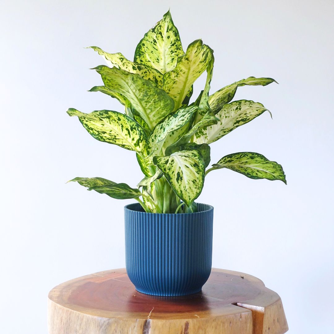 Dumb Cane Plant