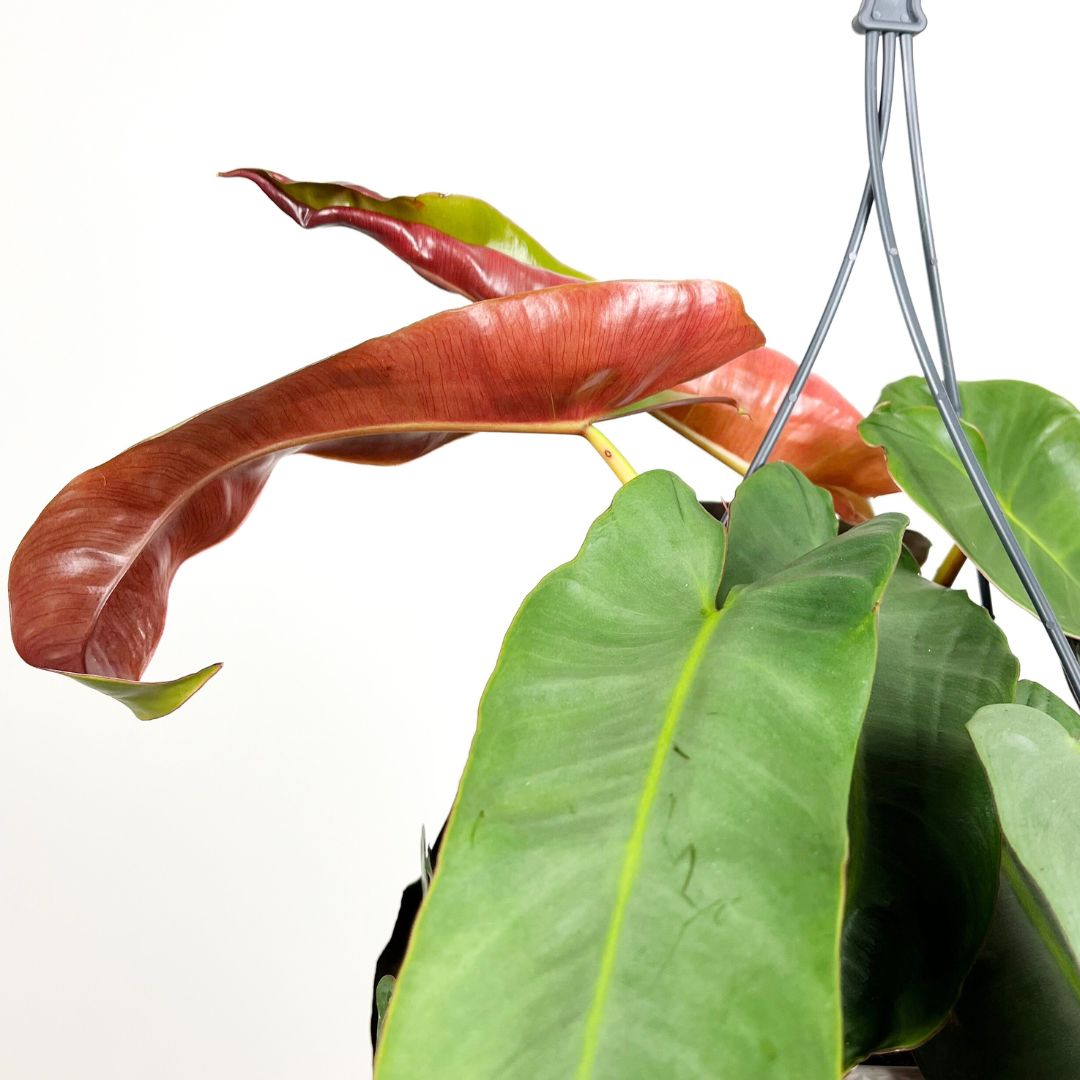 Philodendron Atabapoense