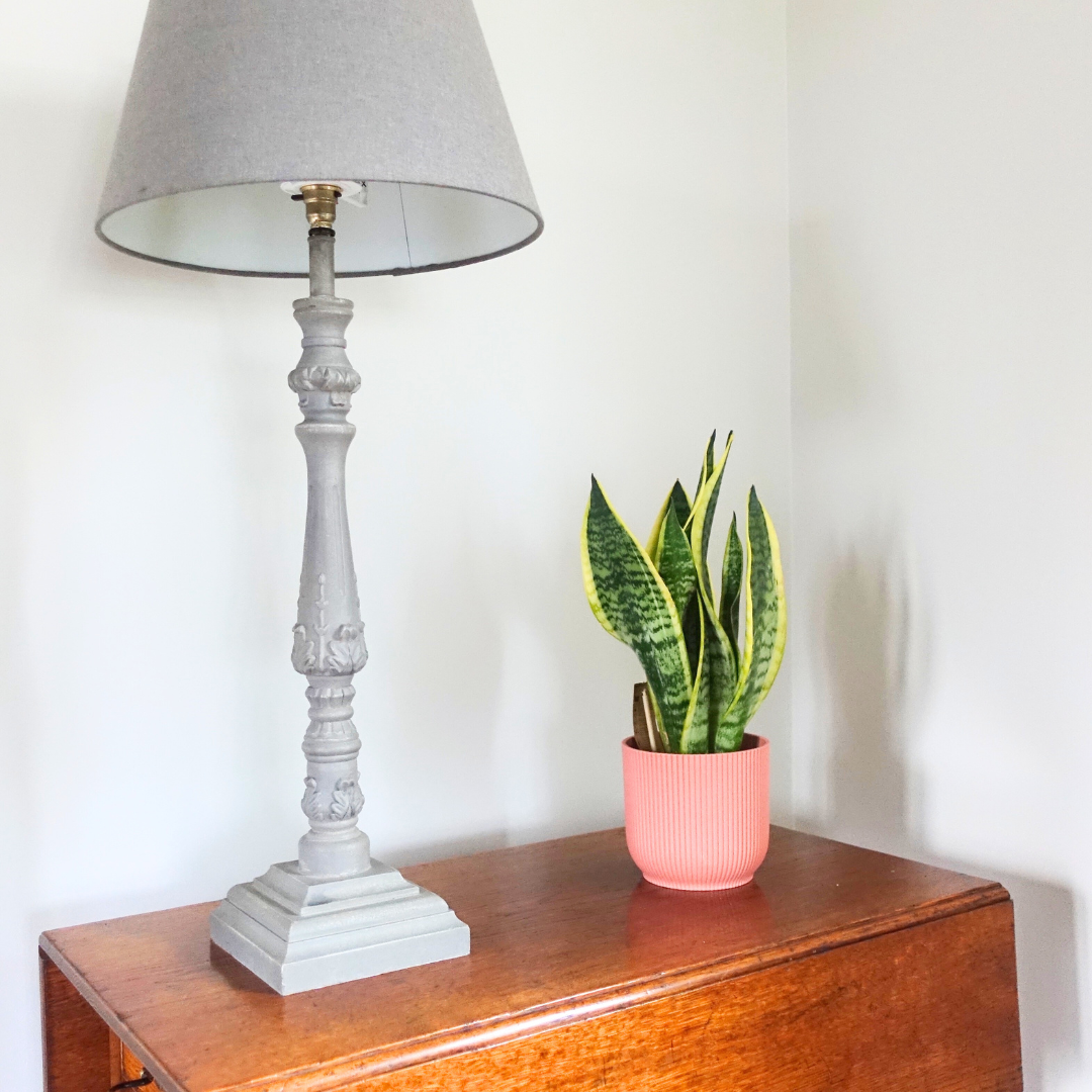 Small Snake Plant