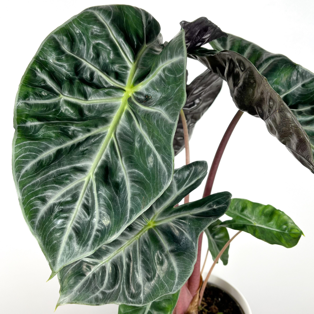 Alocasia Pink Dragon | Large