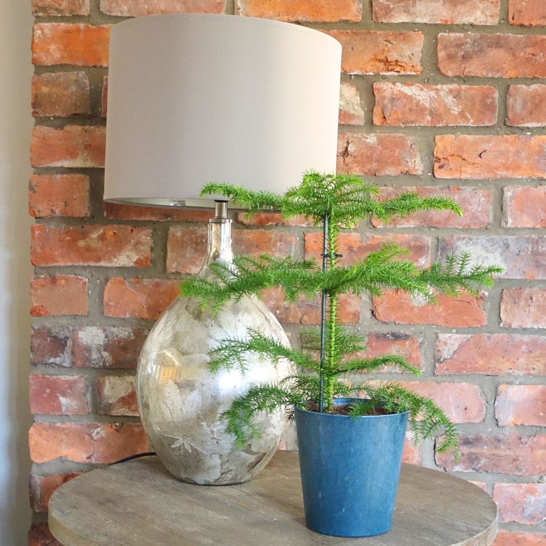 Norfolk Pine