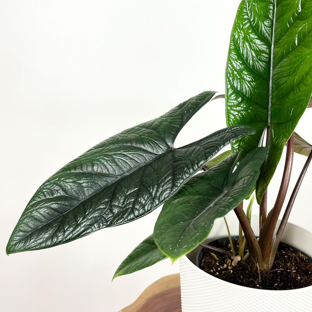 Alocasia Scalprum