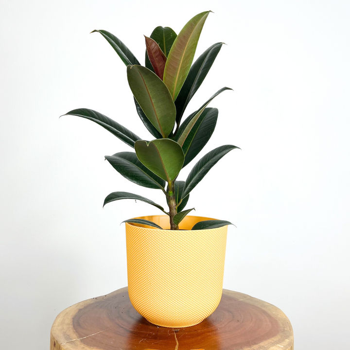 Easy-care & Low-maintenance Houseplants | Reggy's Plants – Reggy's Plants