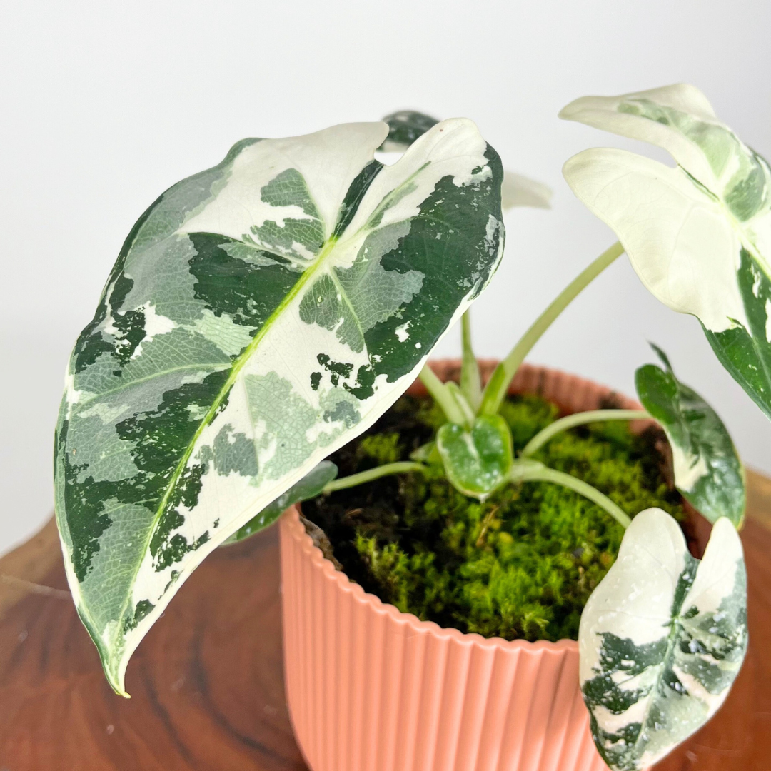 Alocasia Frydek Variegated | 11cm