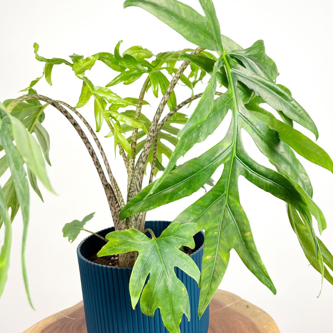 Alocasia Branchifolia Pink Passion