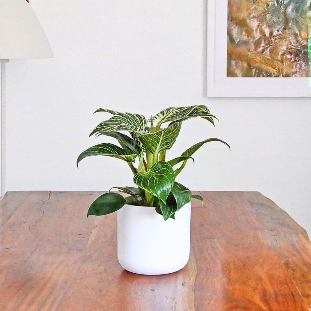 Philodendron Birkin