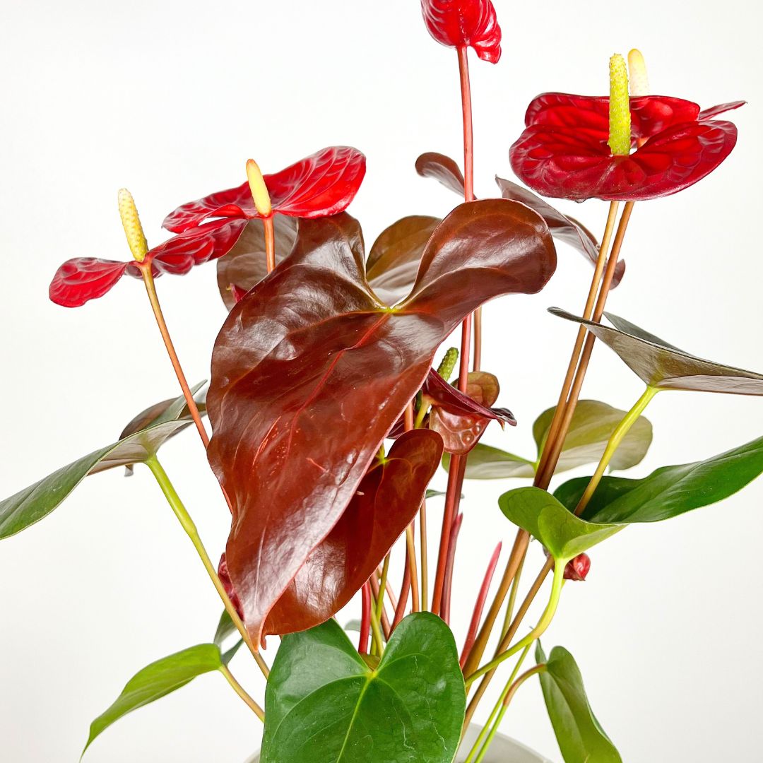 Anthurium Coral Champion