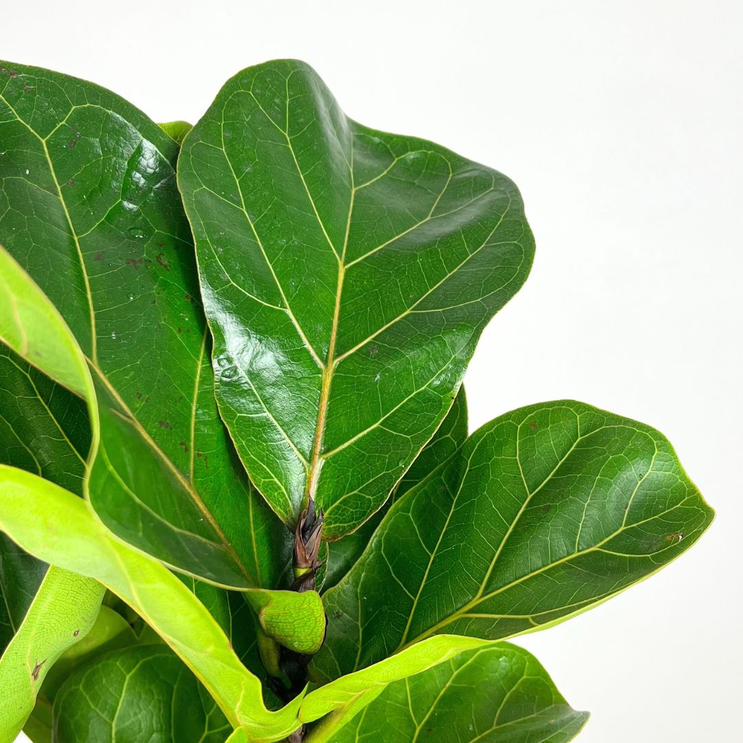 Fiddle Leaf Fig | 18cm