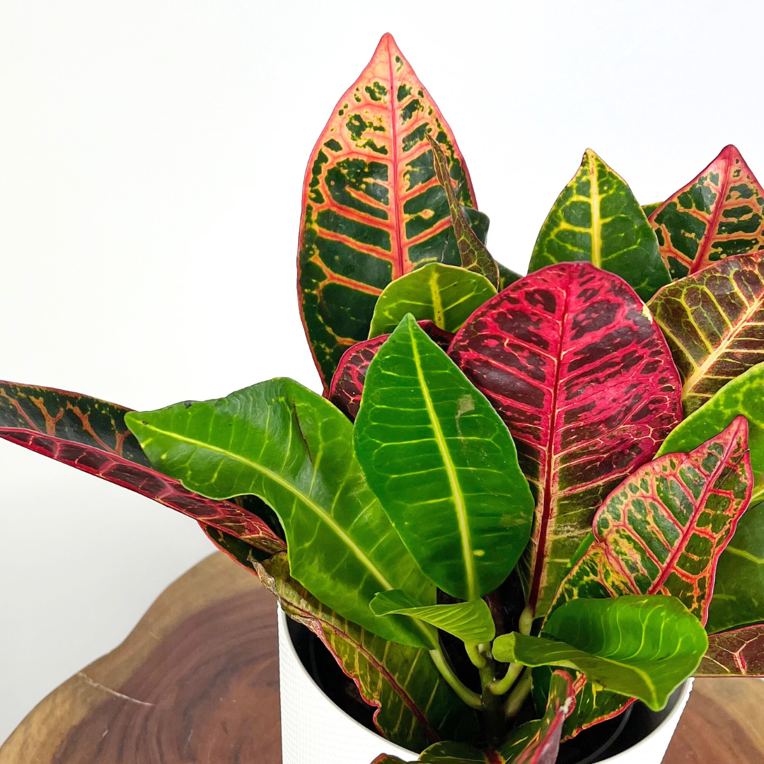 Croton Petra