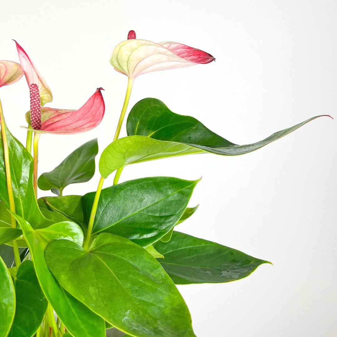 Anthurium Mystique Pink