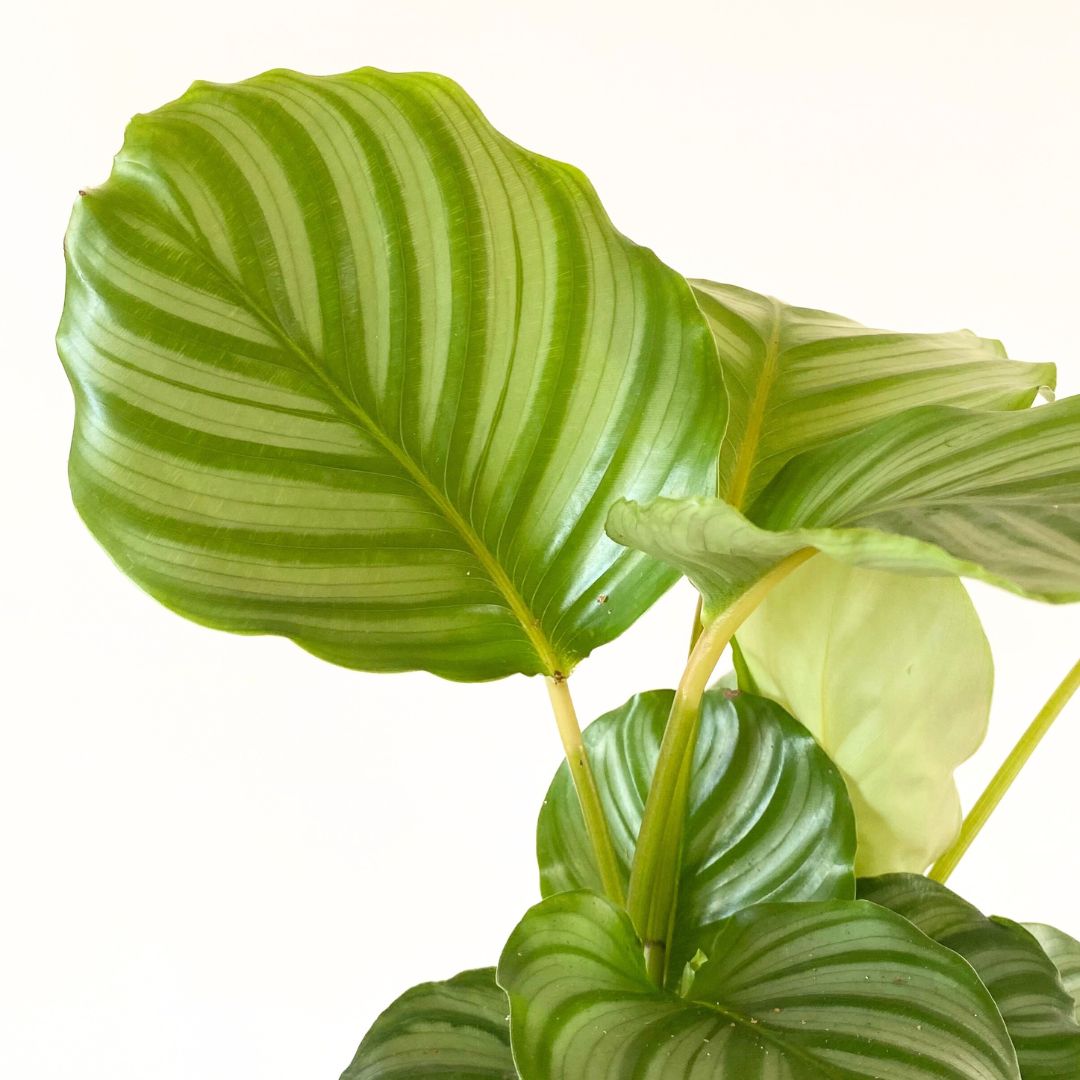 Calathea Orbifolia